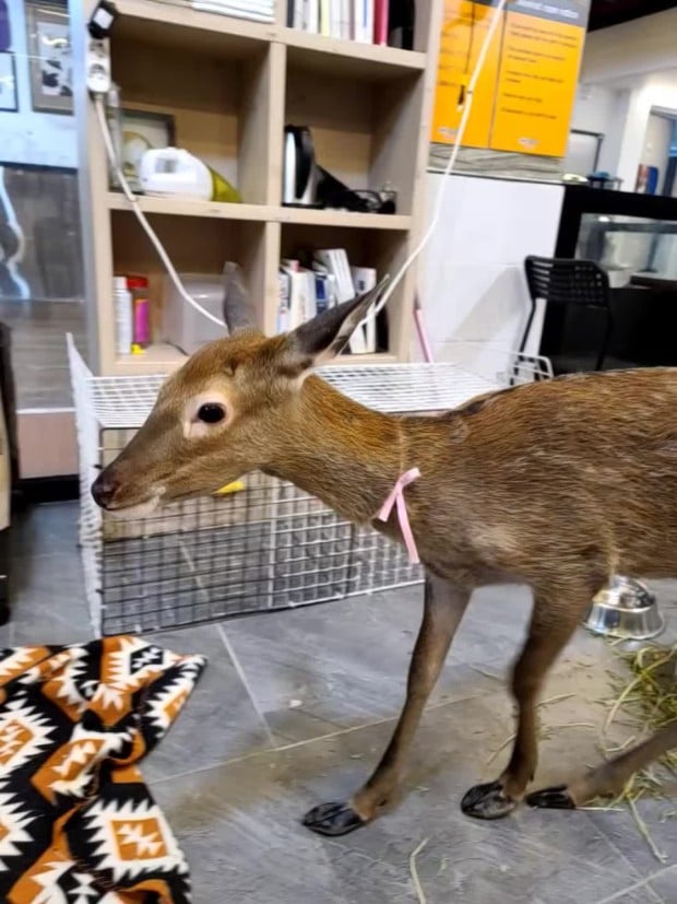 A deer in Meerkat Cafe Pet Cafe Lala Land